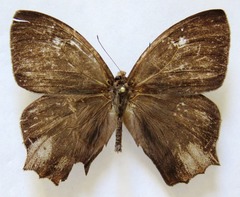 Taygetis rufomarginata