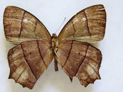 Taygetis rufomarginata