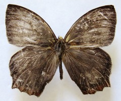 Taygetis rufomarginata