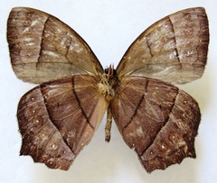 Taygetis rufomarginata