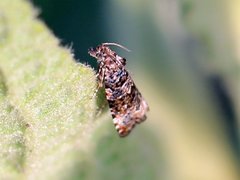 Endothenia marginana