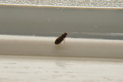 Synchita undata