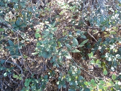 Quercus miquihuanensis