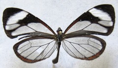 Ithomia patilla