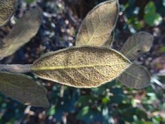 Quercus miquihuanensis