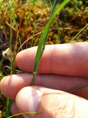 Danthonia intermedia