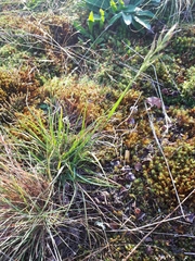 Danthonia intermedia