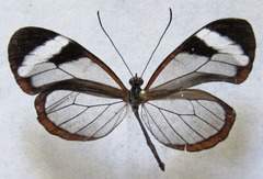 Oleria paula