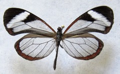 Oleria paula