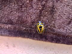 Macraspis cincta