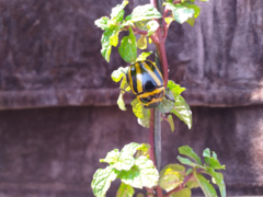 Macraspis cincta