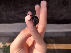 Macraspis cincta