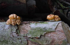Pholiota adiposa