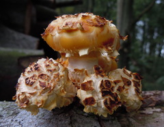 Pholiota adiposa