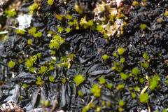 Lathagrium auriforme