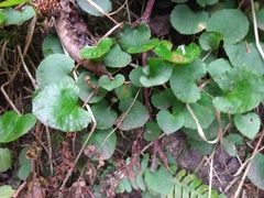 Centella uniflora