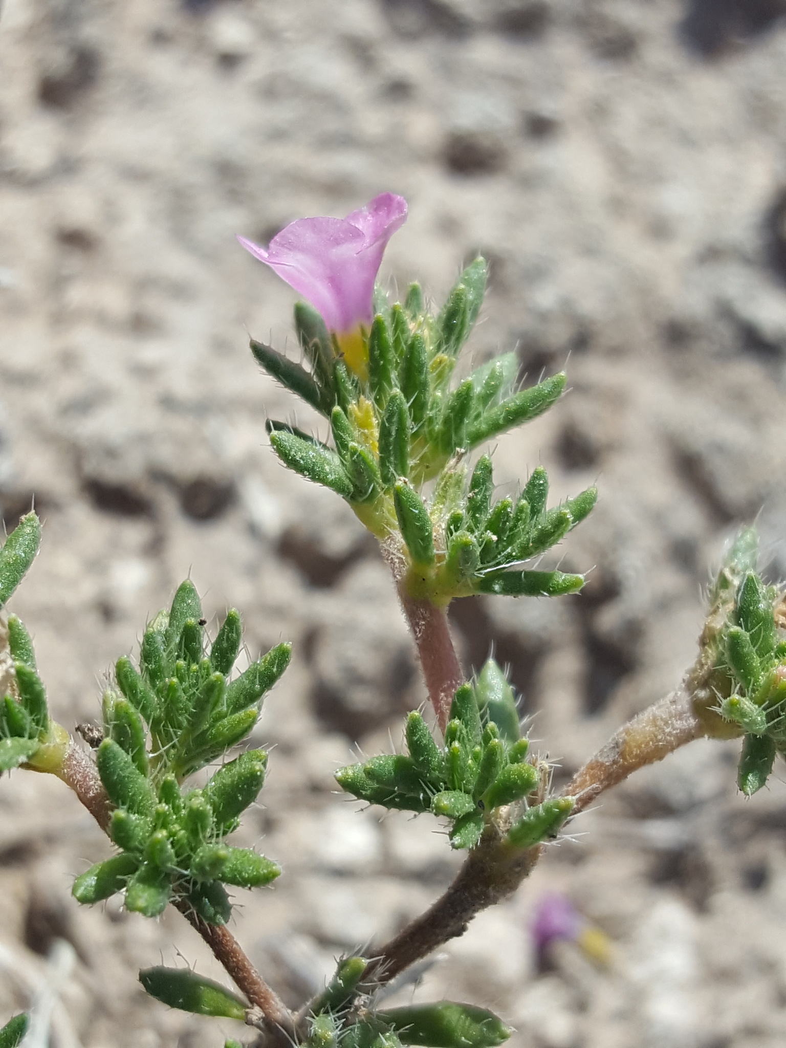 Tiquilia hispidissima