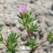 Tiquilia hispidissima - Photo (c) Alex Abair, algunos derechos reservados (CC BY-NC), subido por Alex Abair