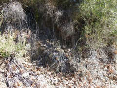 Phillyrea angustifolia