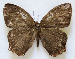 Taygetis rufomarginata