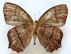 Taygetis rufomarginata