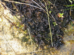 Scorpidium revolvens