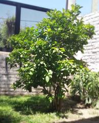 Brunfelsia australis
