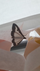 Cydalima perspectalis