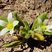 Aizoanthemopsis hispanica - Photo (c) emilio2020, algunos derechos reservados (CC BY-NC), subido por emilio2020