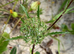 Atractylis cancellata