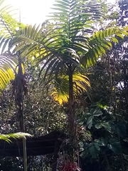 Chamaedorea linearis