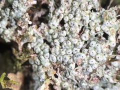 Pertusaria superiana