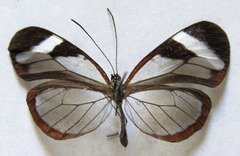 Oleria paula