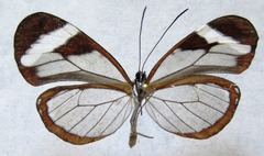 Oleria paula
