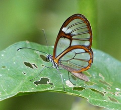 Episcada hymenaea hymenaea