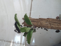 Anartia jatrophae