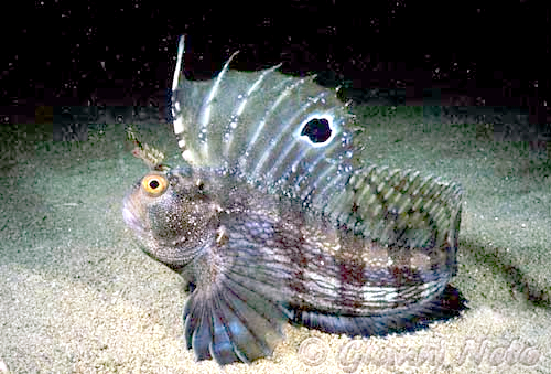 Butterfly Blenny