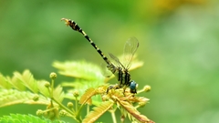 Paragomphus lineatus