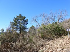 Phillyrea angustifolia