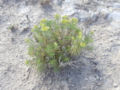 Nama carnosa