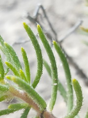 Nama carnosa