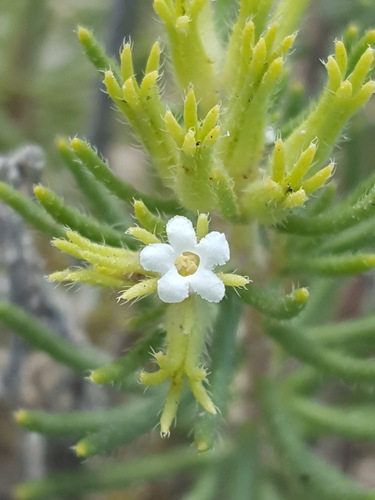 sand fiddleleaf (Nama carnosum)