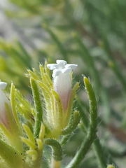 Nama carnosa