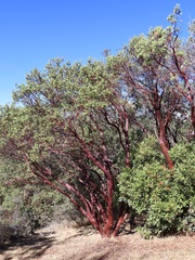 Arctostaphylos pungens