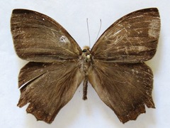 Taygetis rufomarginata