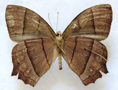 Taygetis rufomarginata
