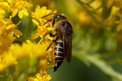 Coelioxys alatus