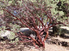 Arctostaphylos pungens