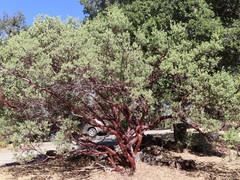 Arctostaphylos pungens