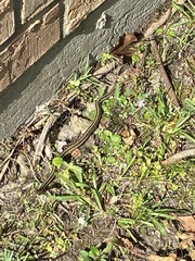 Thamnophis saurita